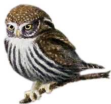 Visit the pygmy owl species page.