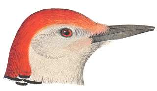 Red-bellied Woodpecker by Robert Ridgway