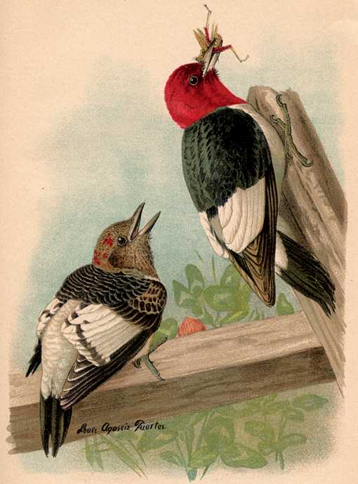 Painting of red-headed woodpecker male adult and juvenile perched on heavy fencing beams.