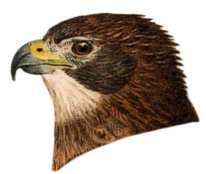 Visit the red-tailed hawk species page.