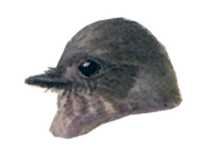 Painting of Say's Phoebe head profile.