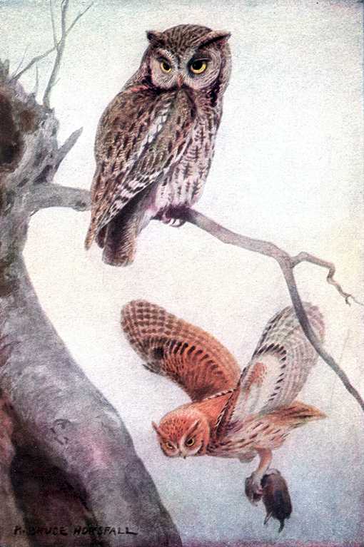 Painting of a screech owl perched near its tree cavity and another flying with a rodent in its talons.