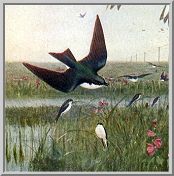 Visit the tree swallow species page.