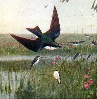 Visit the tree swallow species page.