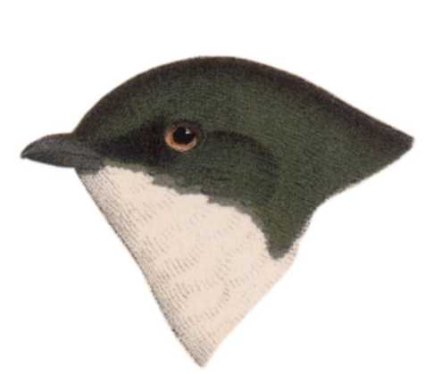 Visit the tree swallow species page.