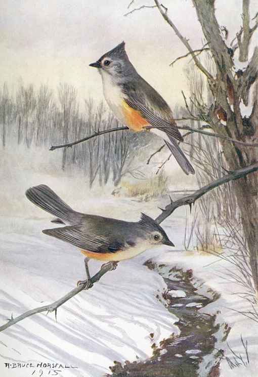 Painting of two tufted titmice perched on tree branches overhanging a small flowing creek through the snow covered forest floor