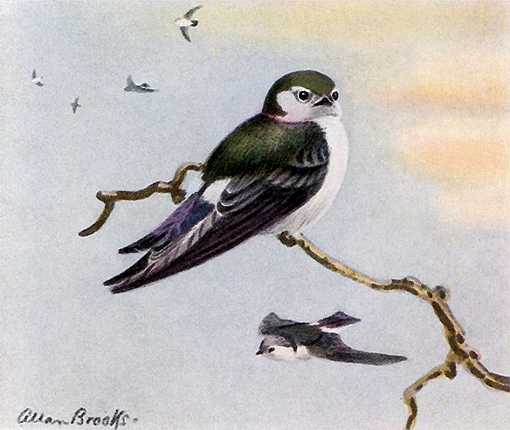 Painting of violet-green swallows one perched on a single branch and more flying high in the background.