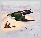 Visit the violet-green swallow species page.