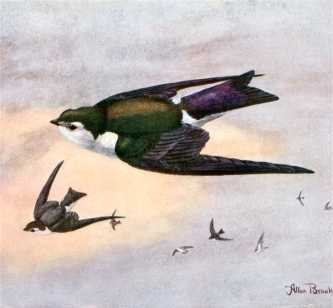 Visit the violet-green swallow species page.