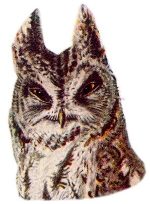 Visit the western screech owl species page.
