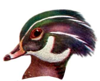Visit the wood duck species page.