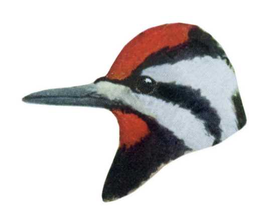 Visit the yellow-bellied sapsucker species page.