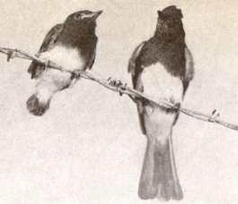 Photo of black phoebe adult and its offspring on fence wire.