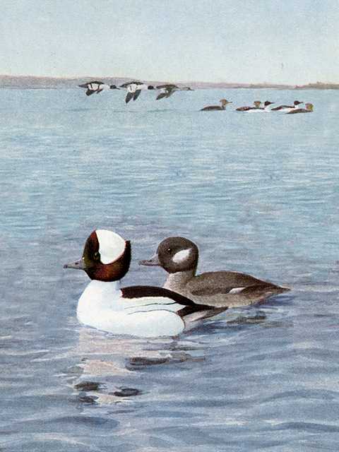 Painting of a bufflehead pair in a large lake with flying duck flocks and a distant shore in the background.