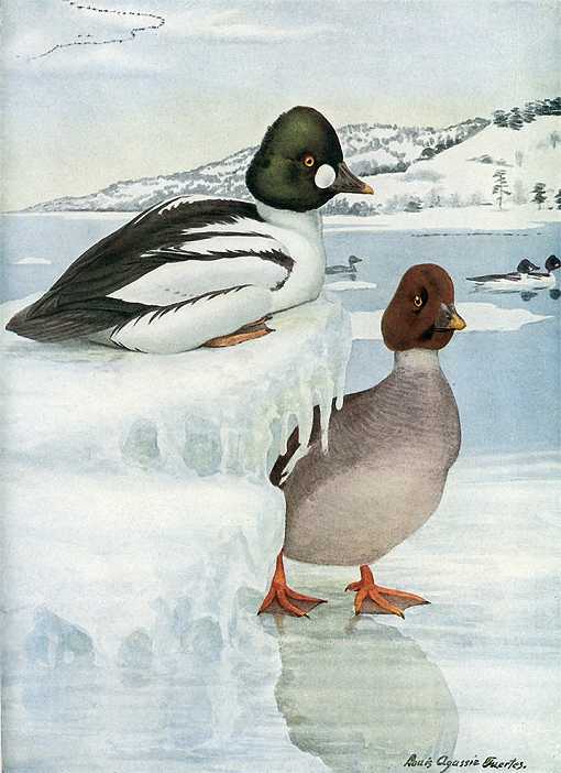 Painting of common goldeneyes perched on an iced over lake.