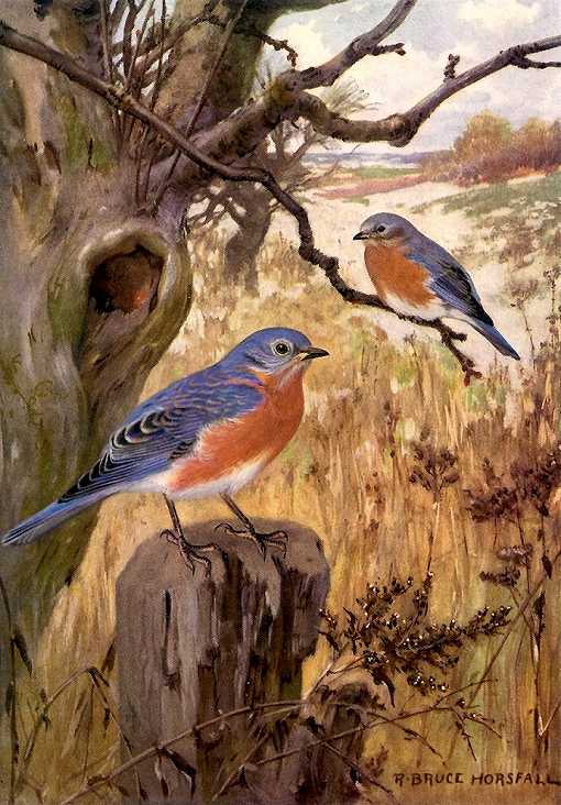 Colorful painting of an eastern bluebird pair perched next to their tree cavity entrance hole and a grass field background