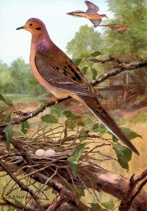 Mourning Dove by R Bruce Horsfall Painting of mourning dove perched above a nest with eggs in a tree with a field and forest background.