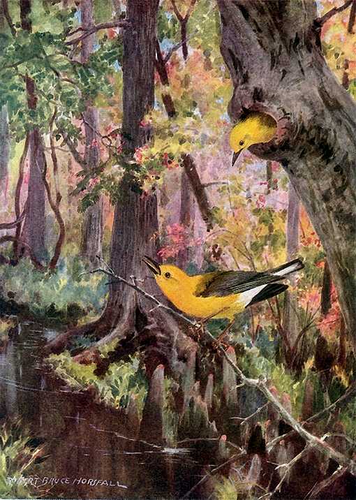 Painting of a prothonotary warbler pair in and around the entrance to a tree cavity in a forest full of foliage.