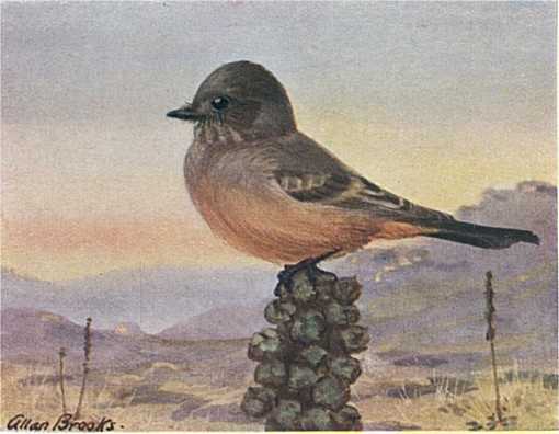 Painting of a Say's phoebe perched on a cactus top with desert and mountains in the background.