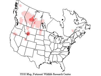 USGS Bufflehead Survey Map Buffleheads breed in the northern regions across Canada to the lower Hudson Bay Region and Quebec and south to Wyoming and Northern California.
