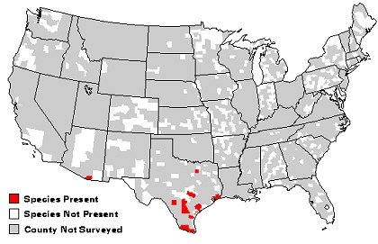 Black-bellied whistling ducks inhabit southern Arizona and south-central and southeastern Texas through Mexico and Central America.
