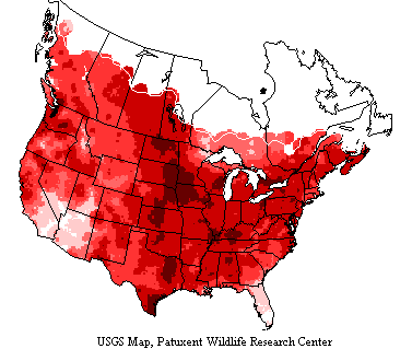 Barn swallows breed and nest in large regions of North America, Europe and Asia.