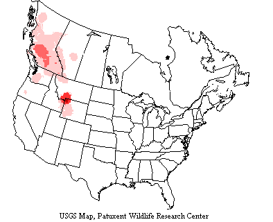 Barrow's Goldeneye Range Barrow's goldeneyes breed in the far north - Alaska, Canada, Greenland and Iceland. Some mountains further south.