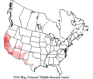 Black phoebes are year around resident in California, Arizona, New Mexico, west Texas, Mexico, Central America and South America as far as Argentina.