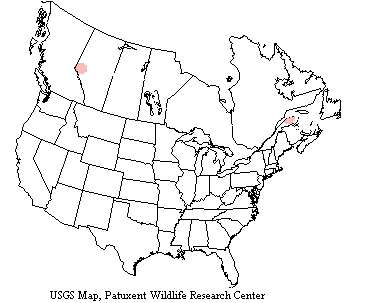 Boreal owls range circumpolar and inhabit coniferous and mixed hardwood forests in northern Europe, northern Asia, Alaska, and Canada.