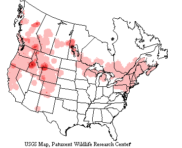 Common Merganser Range Map Common mergansers nest from Minnesota, the Great Lakes region and New England States far into Northern Canada beyond the tree limit, much further south in the western states.