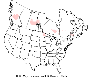 USGS Hawk Owl Range Map Hawk owls are circumpolar in the far north sometimes migrating short distances in winter to northern U.S. and Germany and France in Europe.