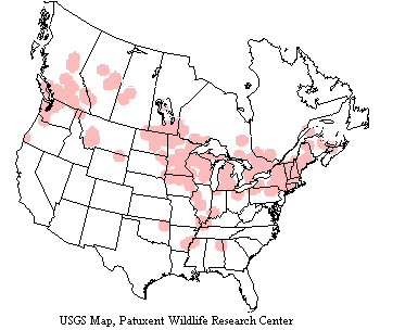 Hooded mergansers nest from about 45 degrees latitude north to the Arctic Circle and migrates as far as Mexico and the Caribbean.