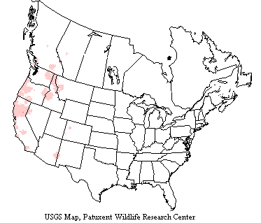 Pygmy owls in habit the Rocky Mountains to the Pacific Coast from Mexico to British Columbia and Alberta.