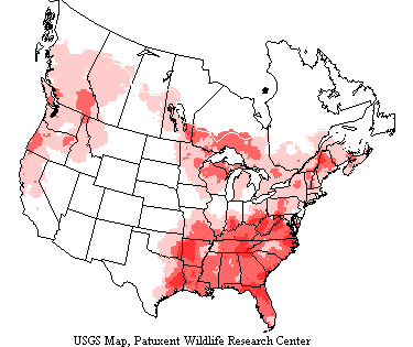 Pileated woodpeckers nest and forage deep in large forests of North America.