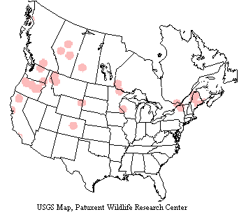Saw-whet owls inhabit the northern latitudes around the globe and sparsely populate scattered areas in middle US, Canada and Alaska and in the southwest mountainous regions as far Mexico.