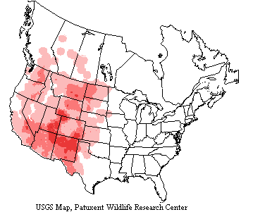 USGS map shows Say's phoebes inhabit most of western US, southern Canada and northwestern Mexico.