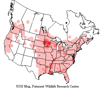 Wood ducks range throughout most of North America from the Hudson Bay region to Mexico and the Caribbean.